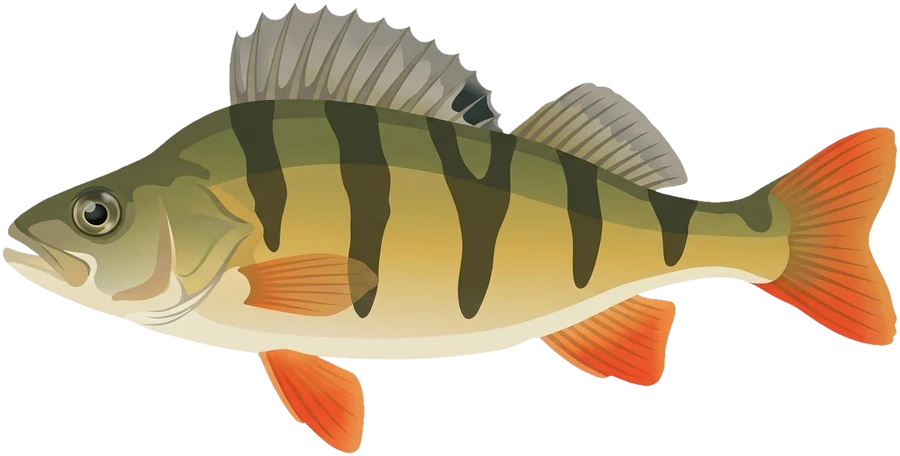 Perca